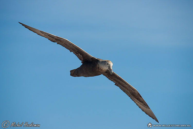 Southern Giant Petrel