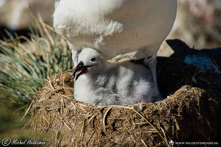 Black-browed Albatross, Chick, Diomedea Melanophris