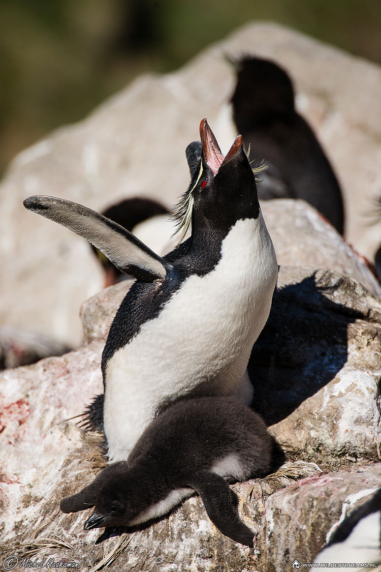 Eudyptes Chrysocome, Penguin, Rockhopper Penguin