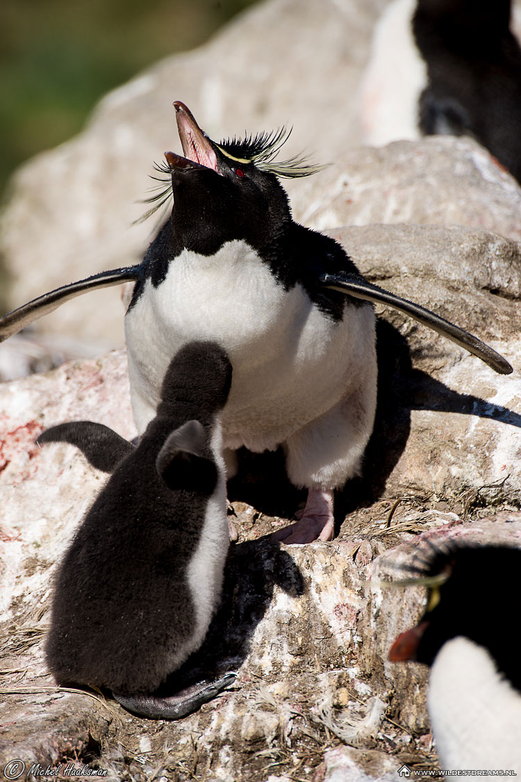 Eudyptes Chrysocome, Penguin, Rockhopper Penguin