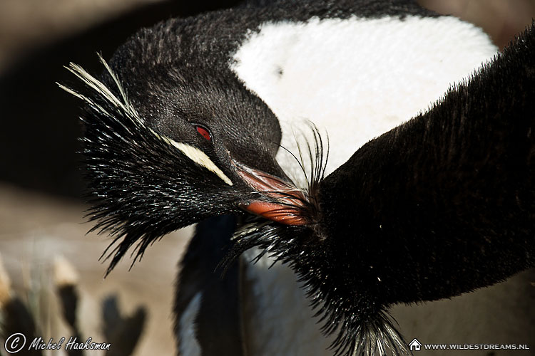 Eudyptes Chrysocome, Penguin, Rockhopper Penguin