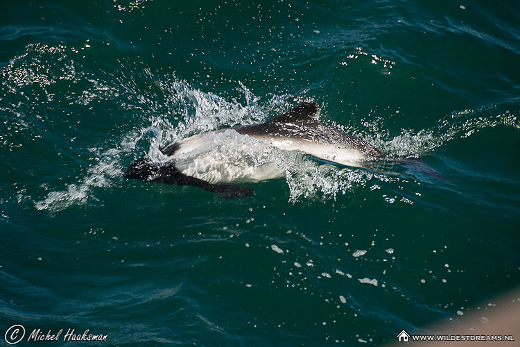 Cephalorhynchus Commersonii, Commerson