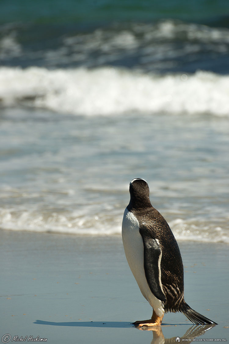 Gentoo Penguin, Penguin, Pygoscelis Papua