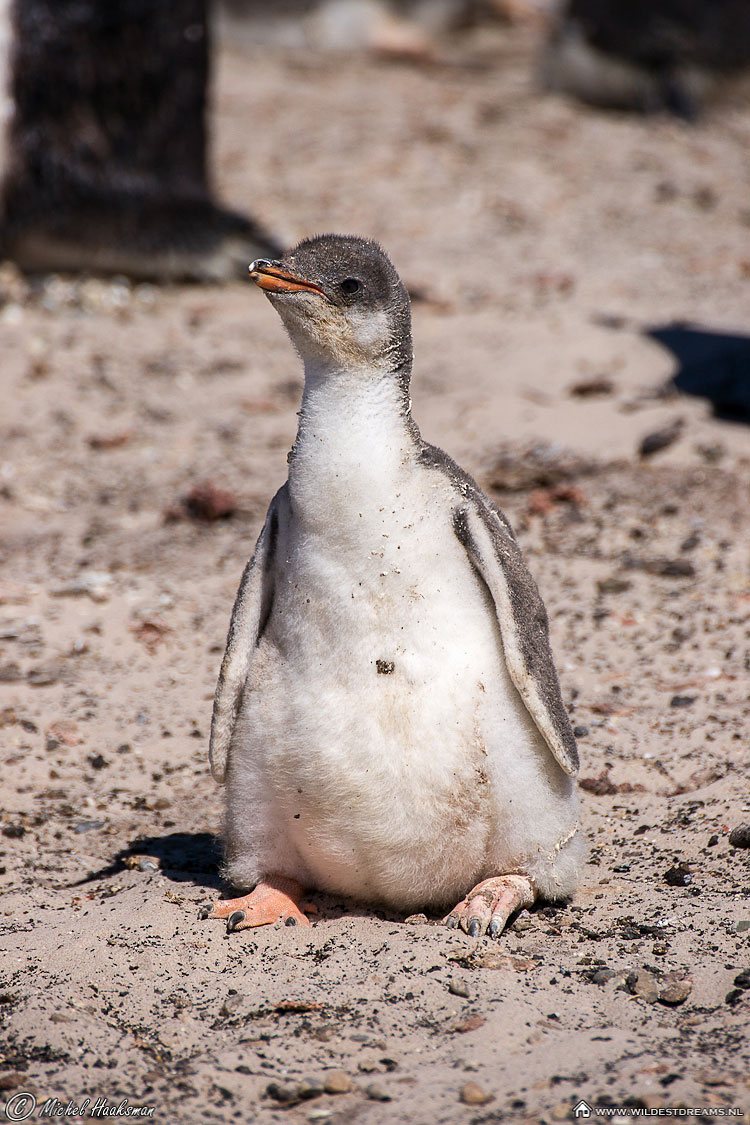 Chick, Gentoo Penguin, Penguin, Pygoscelis Papua