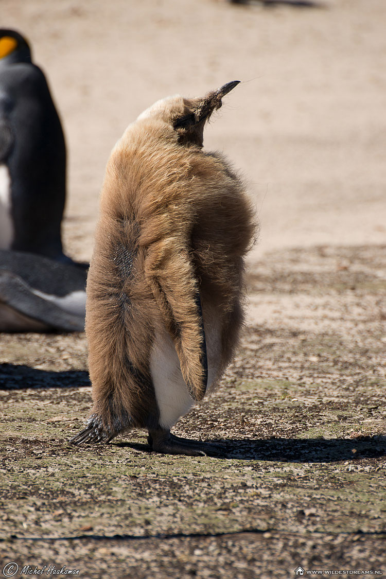 Aptenodytes Patagonicus, King Penguin, Penguin