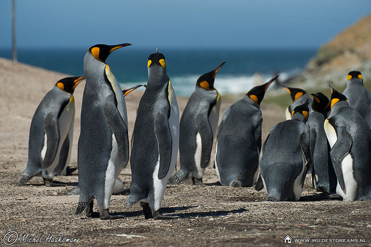 Aptenodytes Patagonicus, King Penguin, Penguin