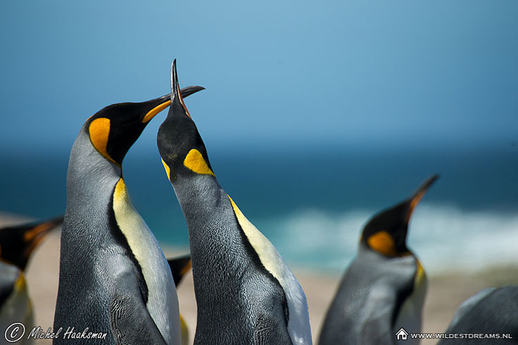 Aptenodytes Patagonicus, King Penguin, Penguin