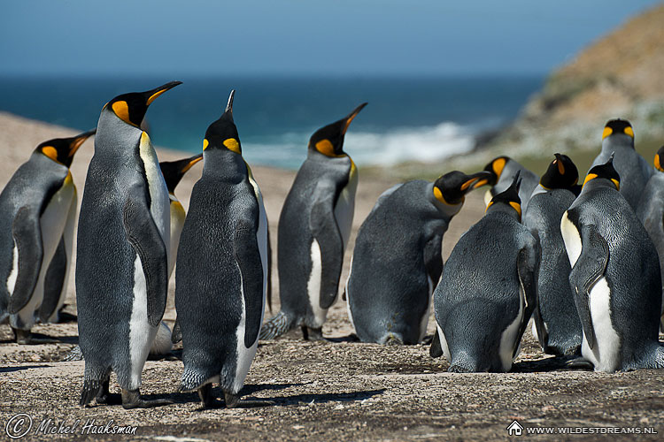 Aptenodytes Patagonicus, King Penguin, Penguin