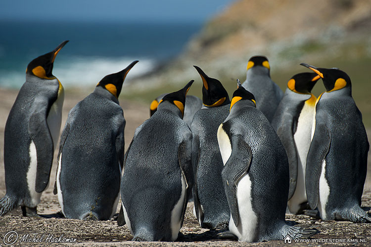 Aptenodytes Patagonicus, King Penguin, Penguin