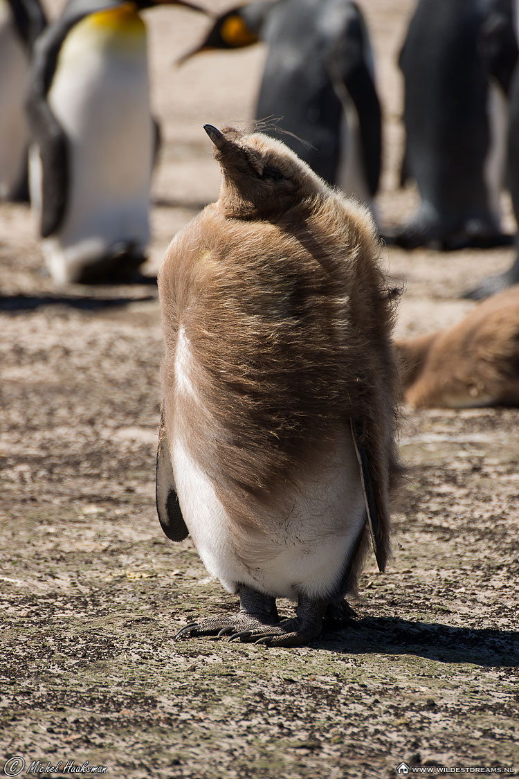 Aptenodytes Patagonicus, King Penguin, Penguin