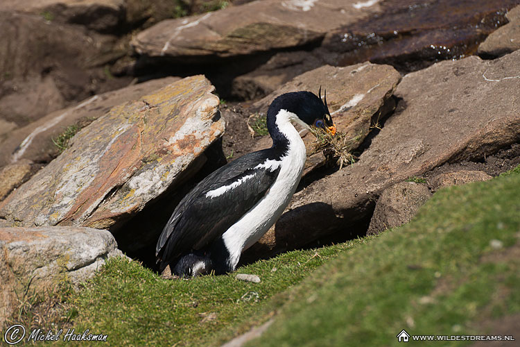 Blue-eyed Cormorant, Blue-eyed Shag, Cormorant, Imperial Shag, Phalacrocorax Atriceps, Shag