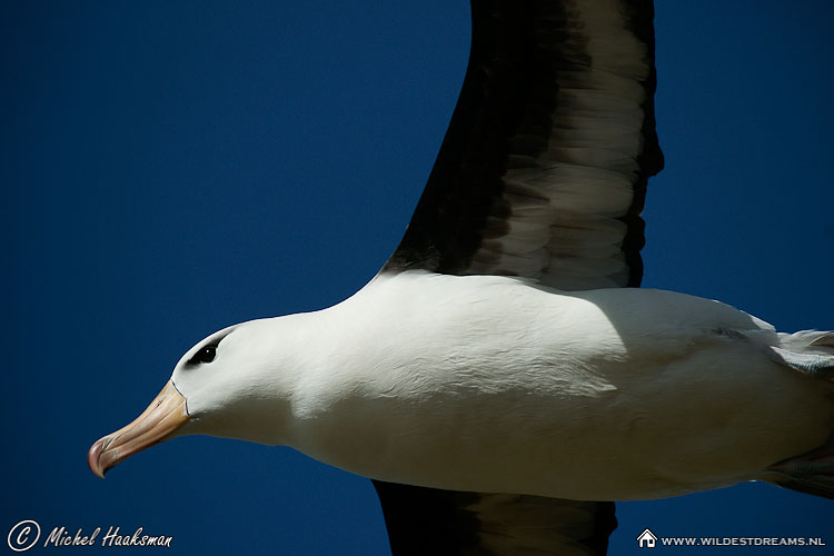Black-browed Albatross, Diomedea Melanophris