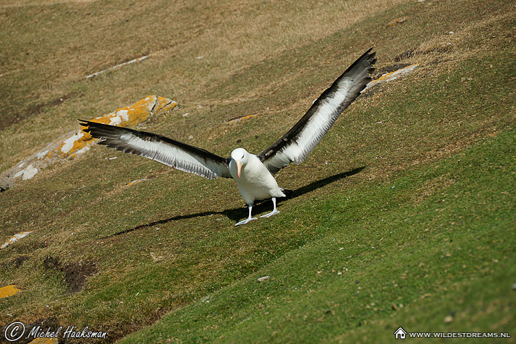 Black-browed Albatross, Diomedea Melanophris