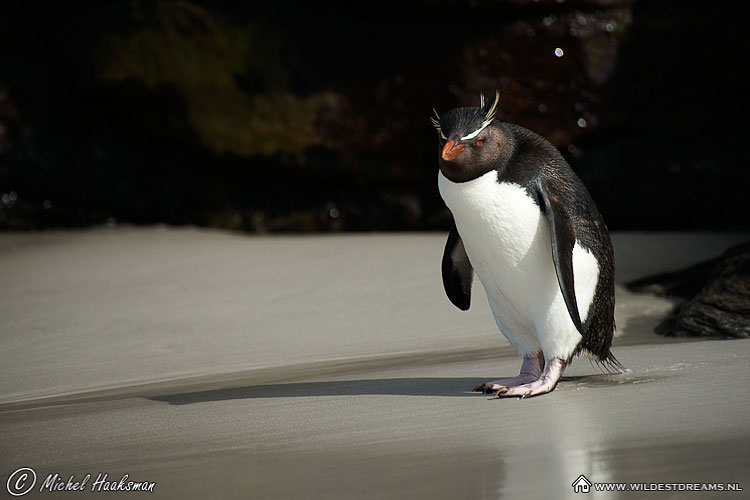 Eudyptes Chrysocome, Penguin, Rockhopper Penguin