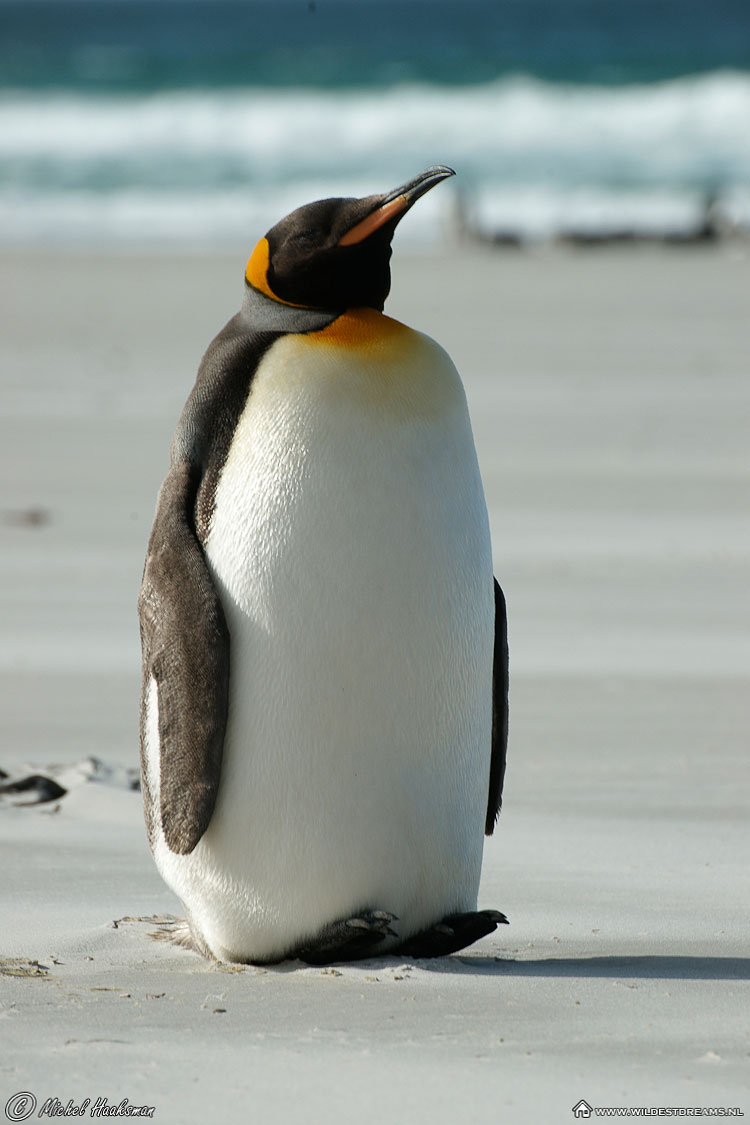 Aptenodytes Patagonicus, King Penguin, Penguin