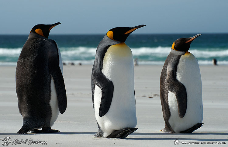 Aptenodytes Patagonicus, Chick, King Penguin, Penguin