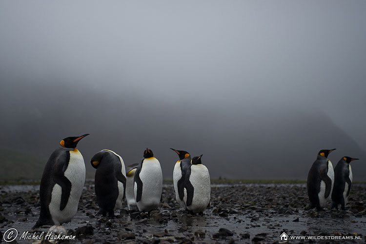 Aptenodytes Patagonicus, King Penguin, Penguin