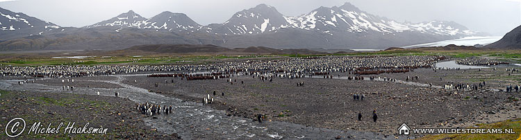 Aptenodytes Patagonicus, Colony, King Penguin, Penguin