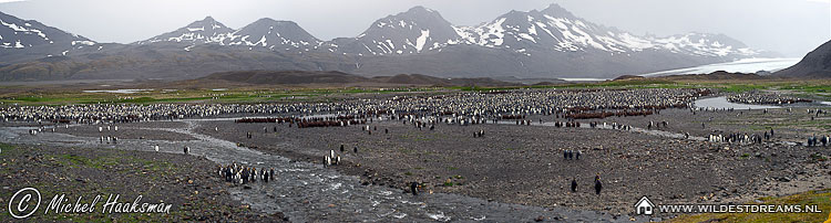 Aptenodytes Patagonicus, Colony, King Penguin, Penguin