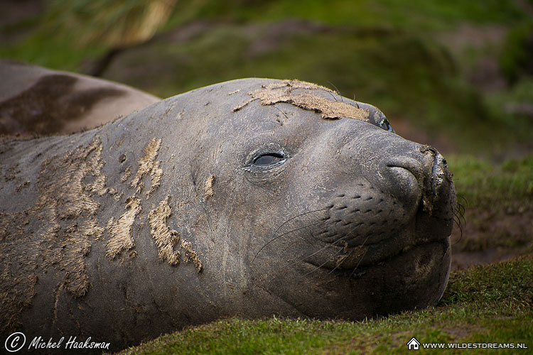 Elephant Seal, Mirounga leonina, Southern Elephant Seal