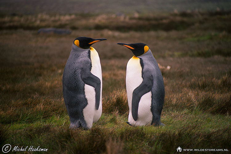 Aptenodytes Patagonicus, King Penguin, Penguin