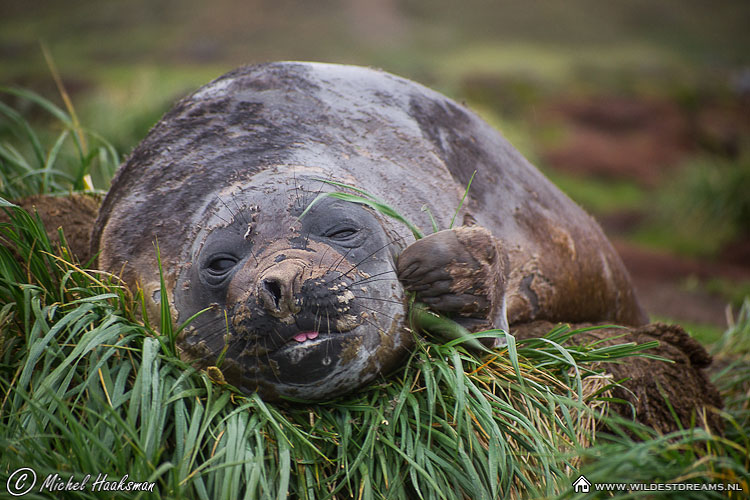 Elephant Seal, Mirounga leonina, Southern Elephant Seal