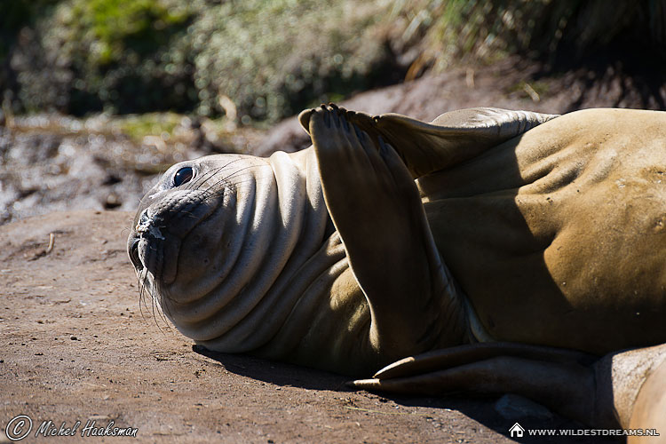 Elephant Seal, Mirounga leonina, Southern Elephant Seal