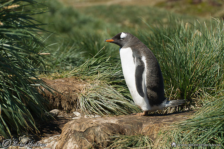 Gentoo Penguin, Pygoscelis Papua