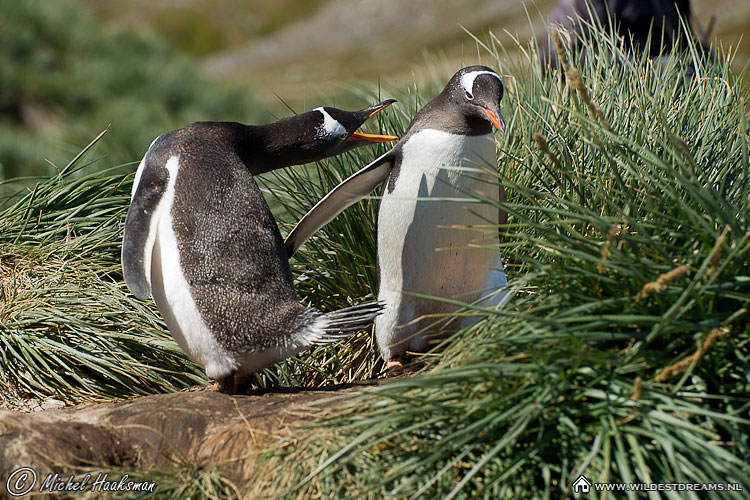 Gentoo Penguin, Pygoscelis Papua