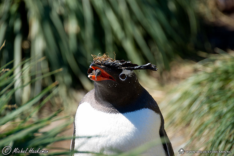 Gentoo Penguin, Pygoscelis Papua