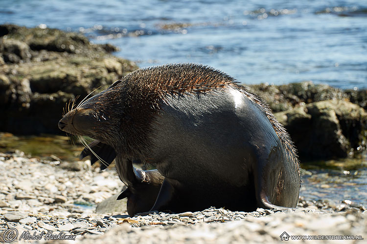 Antarctic Fur Seal, Arctocephalus Gazella