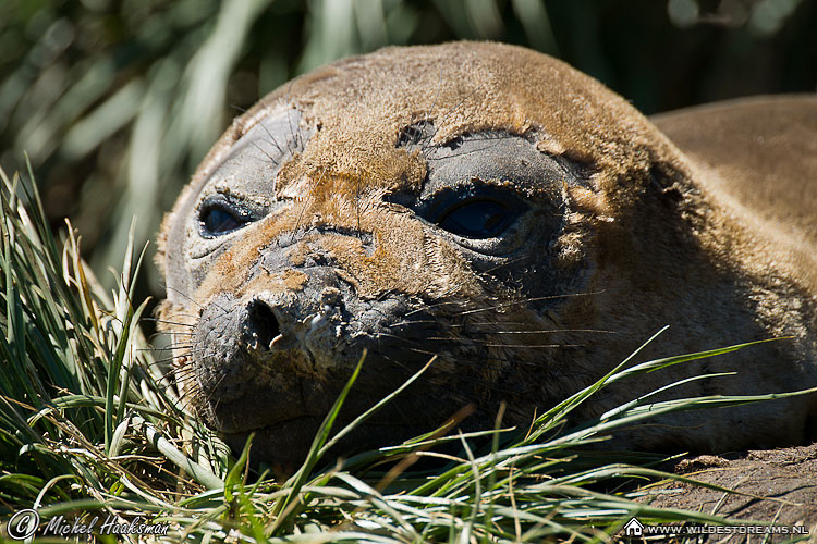 Elephant Seal, Mirounga leonina, Molt, Southern Elephant Seal