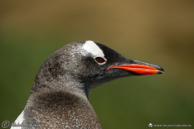 Gentoo Penguin, Pygoscelis Papua