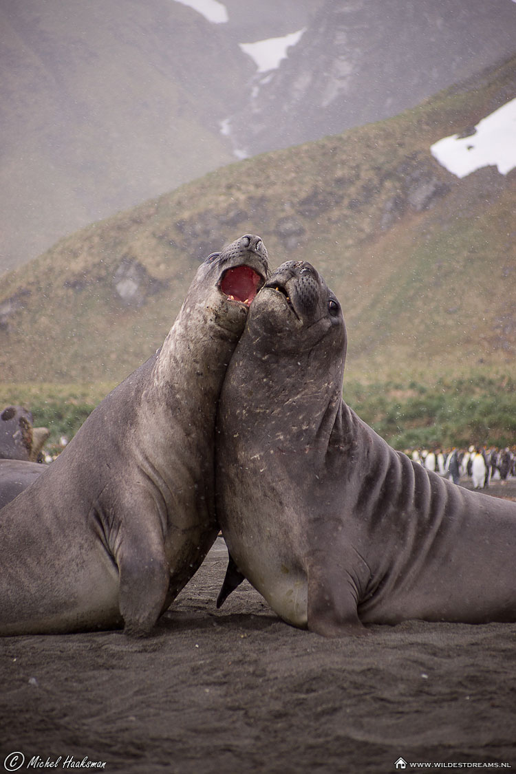 Elephant Seal, Mirounga leonina, Southern Elephant Seal