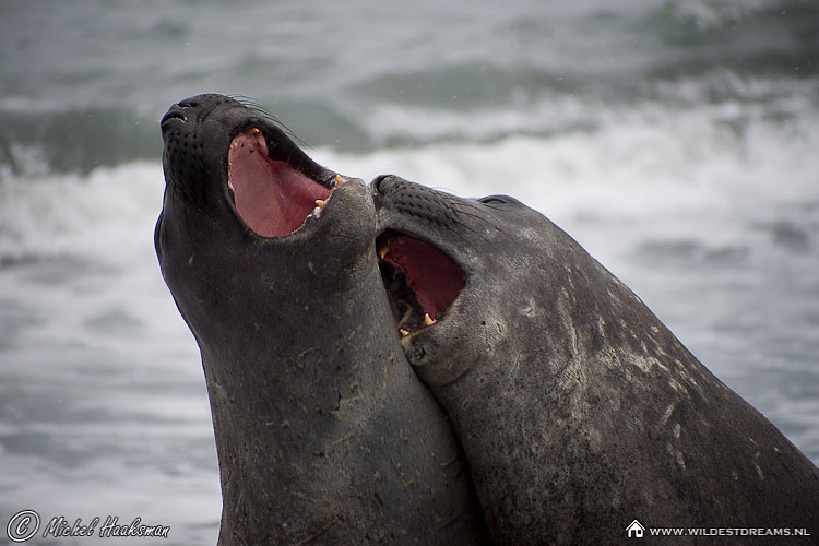 Elephant Seal, Mirounga leonina, Southern Elephant Seal