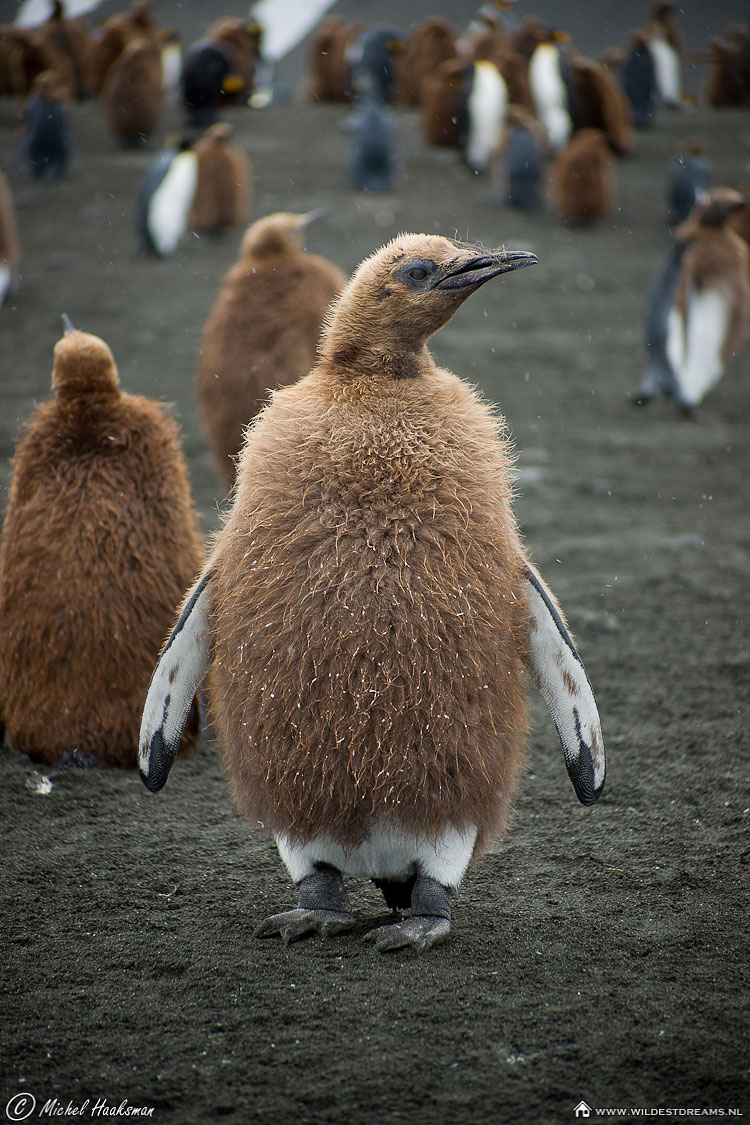 Aptenodytes Patagonicus, Chick, King Penguin, Molt, Penguin