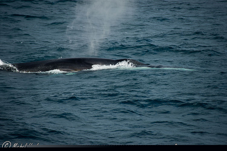 Whale