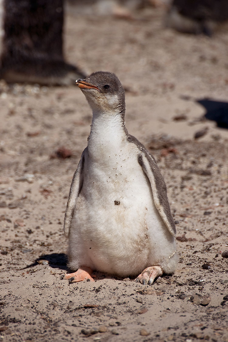 Gentoo penguin