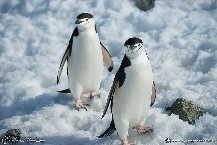 Chinstrap Penguin, Penguin, Pygoscelis Antarcticus
