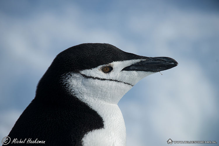 Chinstrap Penguin, Penguin, Pygoscelis Antarcticus