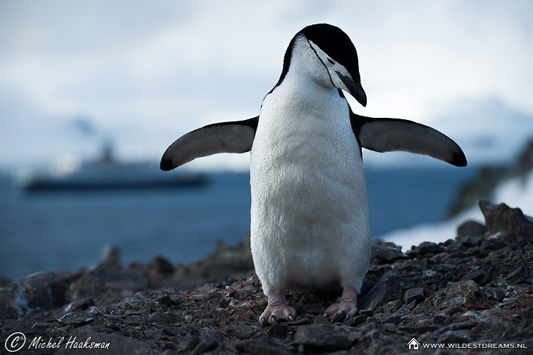 Chinstrap Penguin, Penguin, Pygoscelis Antarcticus