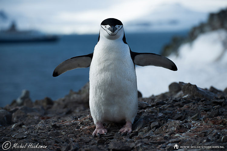 Chinstrap Penguin, Penguin, Pygoscelis Antarcticus