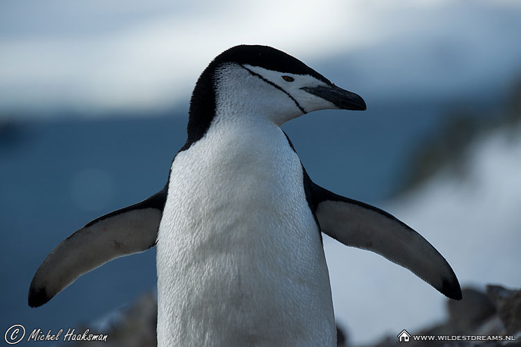 Chinstrap Penguin, Penguin, Pygoscelis Antarcticus