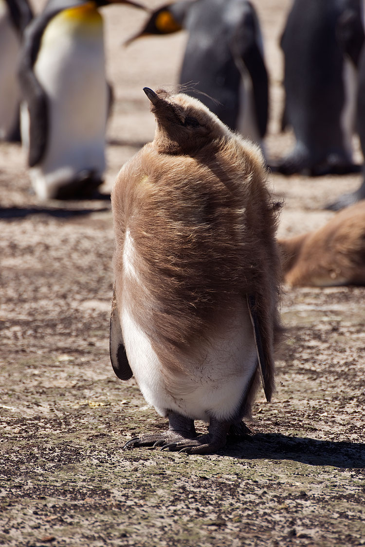 King Penguin