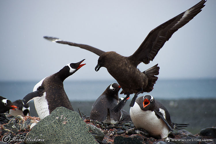 Gentoo Penguin, Pygoscelis Papua, Skua