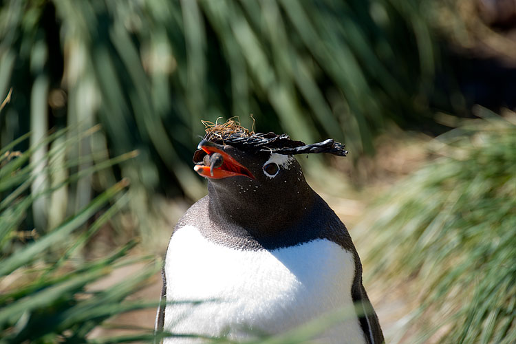 Gentoo penguin