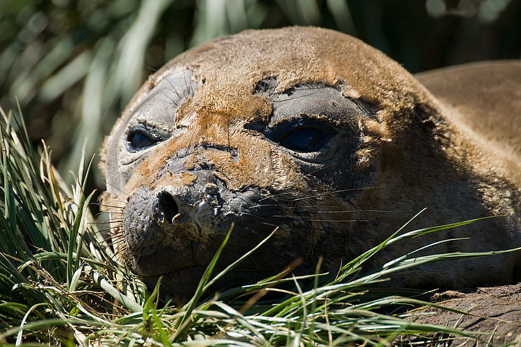 Elephant Seal