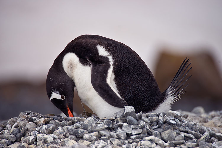 Gentoo penguin