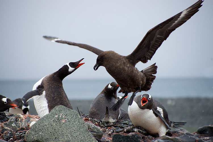 Gentoo penguin