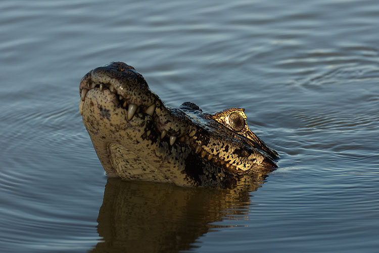 Caiman crocodilus, Pantanal Caiman